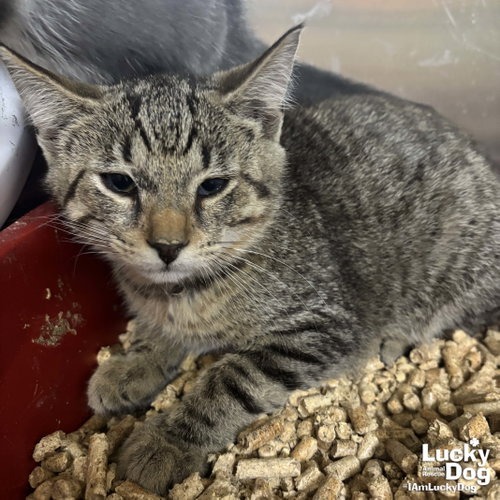 ZANE - Domestic Shorthair available for adoption