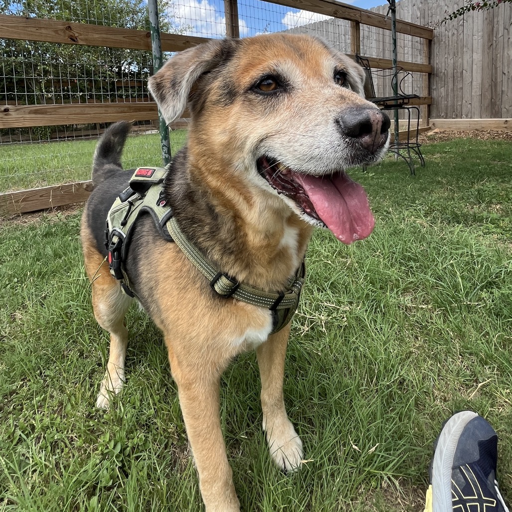 CHARLEY - Shepherd available for adoption