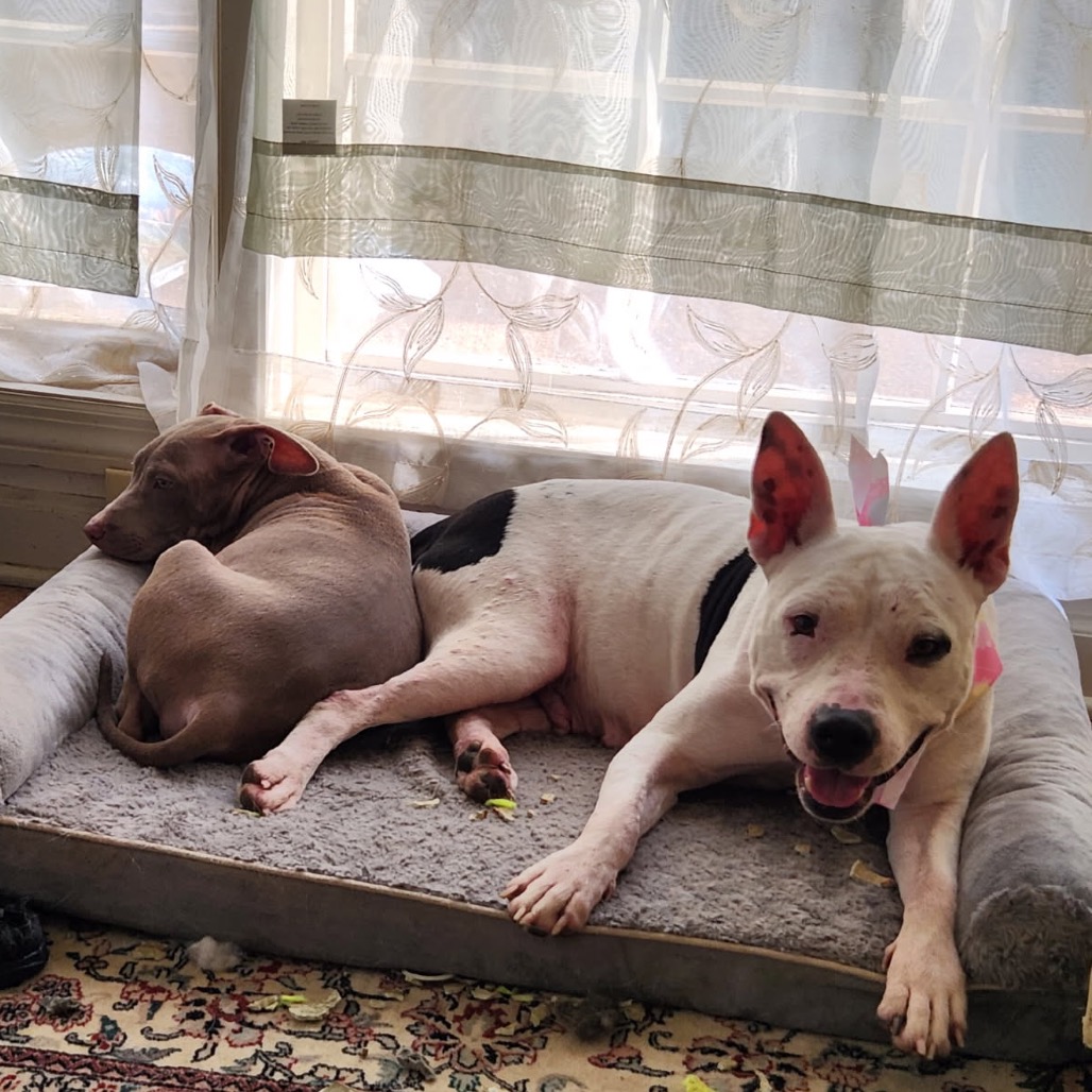 Zoya (Formerly Taco), photo 7