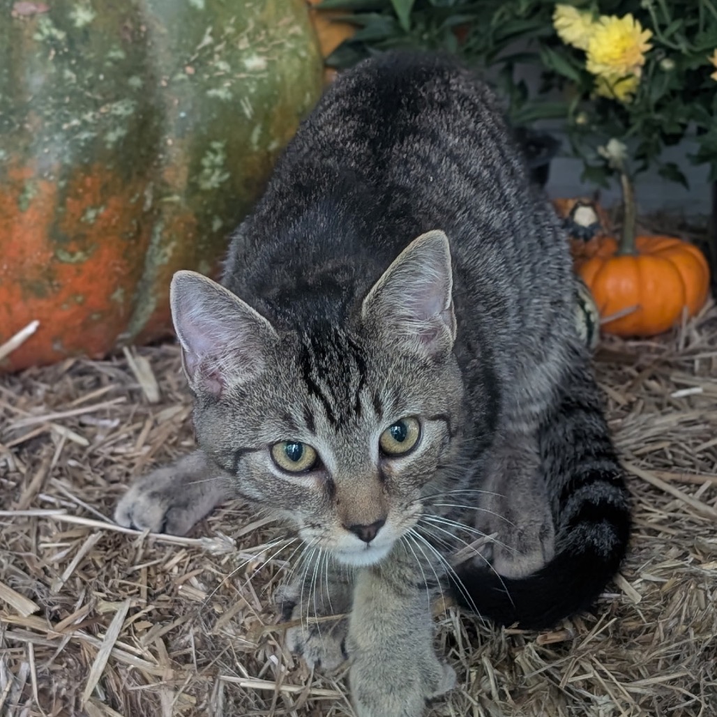 Milo