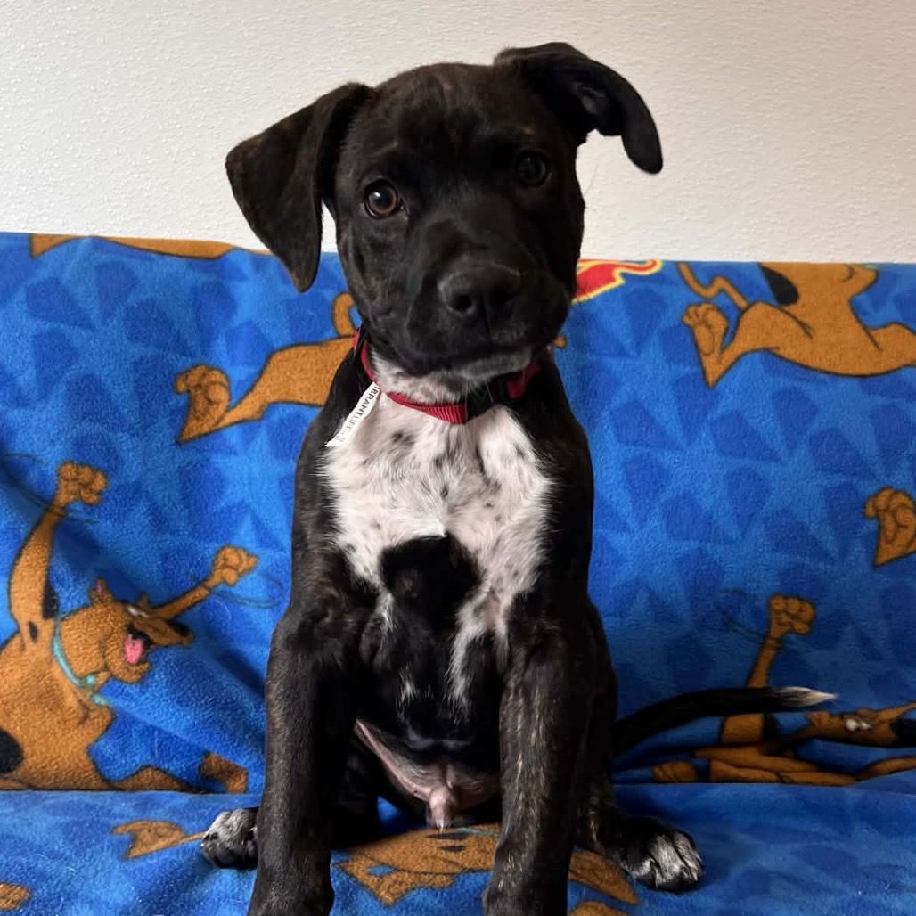 Zeus photo