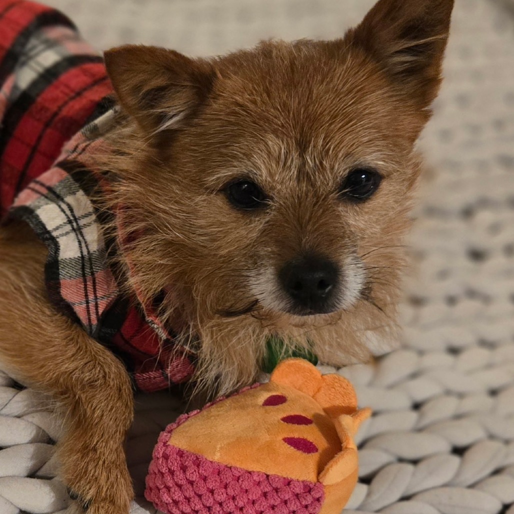 Chico is available for adoption at Full Circle Rescue and Sanctuary