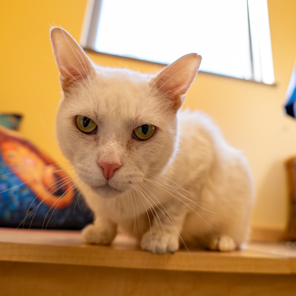 SIR BLANCO - Domestic Shorthair available for adoption
