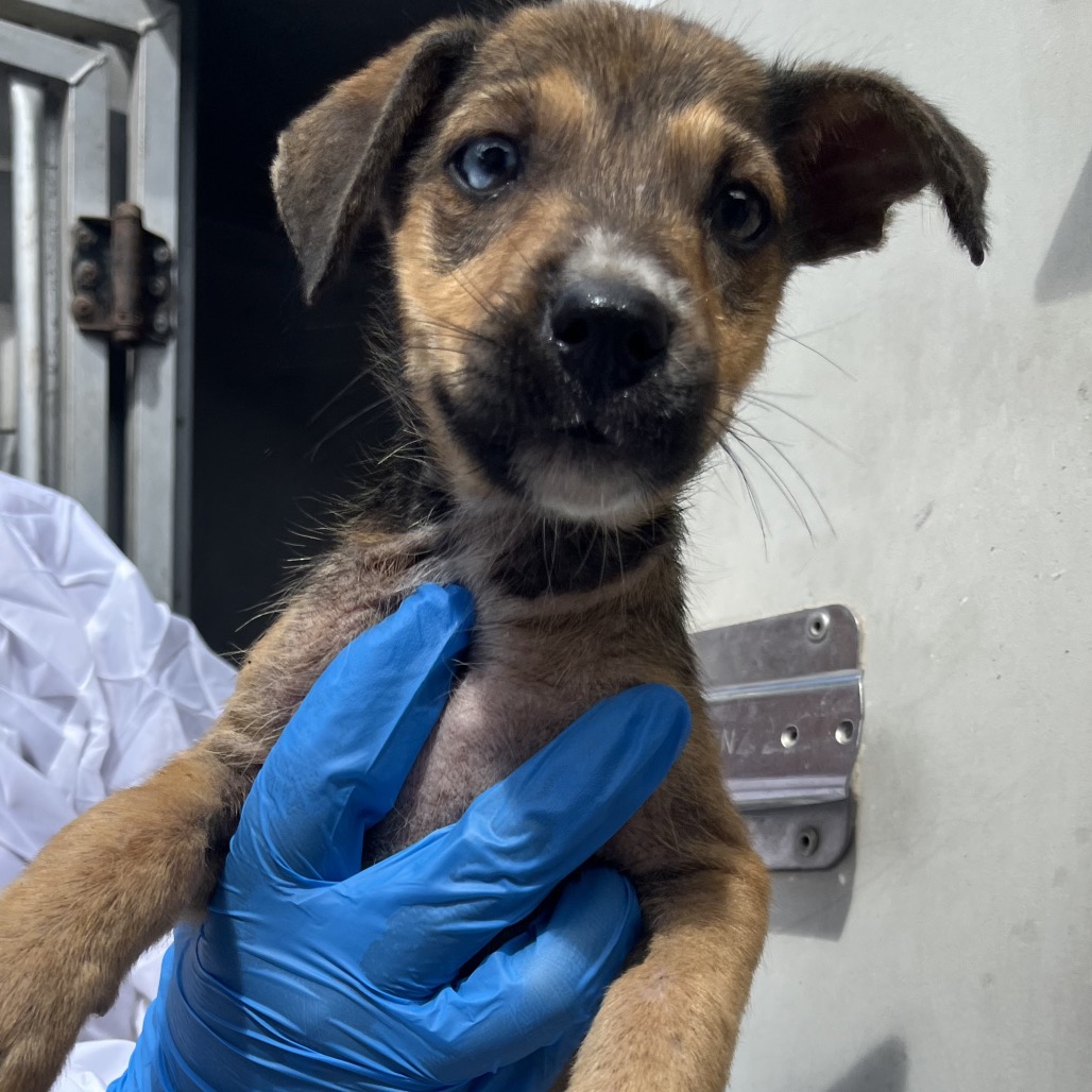 PVAS-STRAY-246816_2_3_4_5_6 - Shepherd / Mix available for adoption