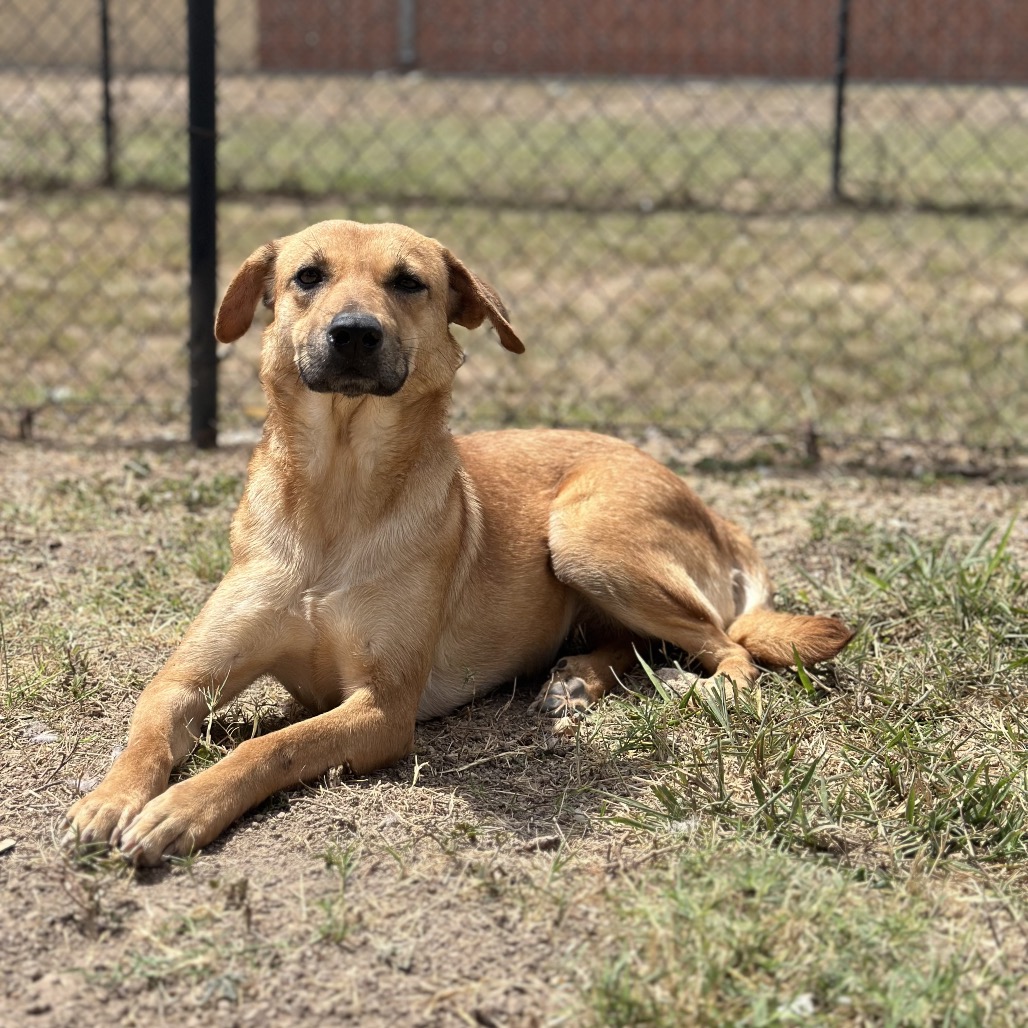 Sofia , available for adoption at PVAS