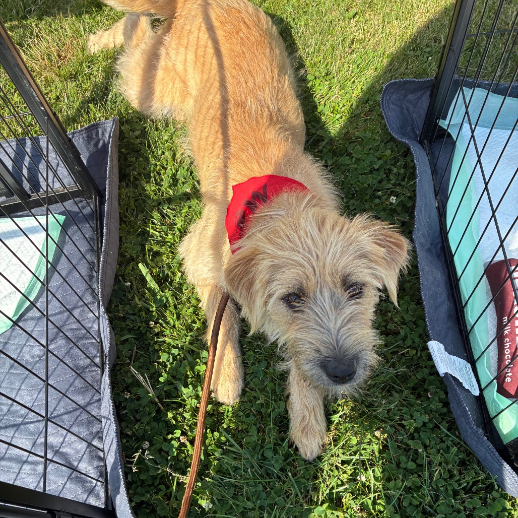 Danielle is available for adoption at Operation Paws for Homes
