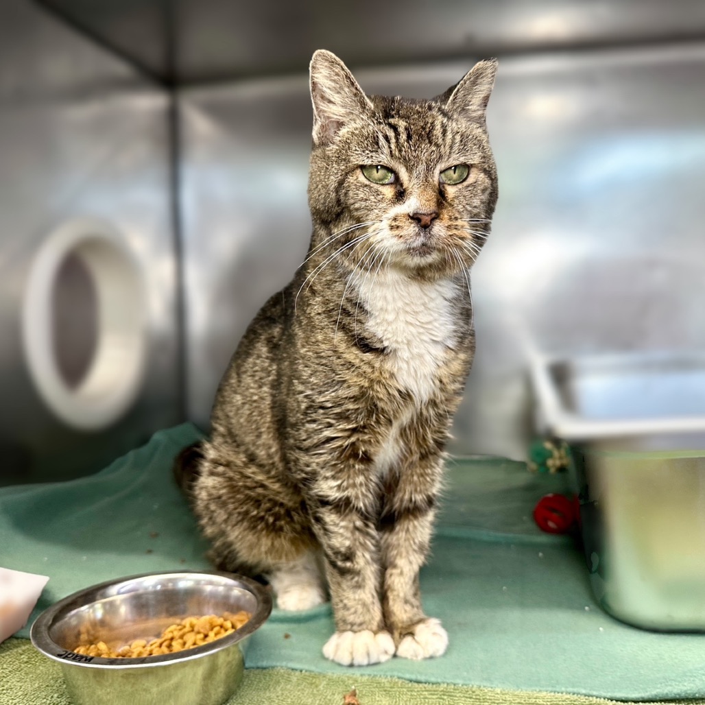 Bacon Bit — thumbnail 8