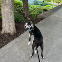 Beesly, photo 8