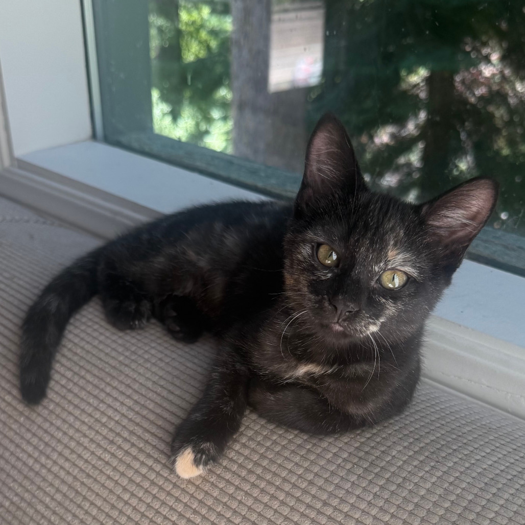 Pixie