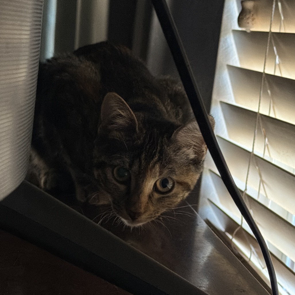 KETCHUP - Domestic Shorthair available for adoption