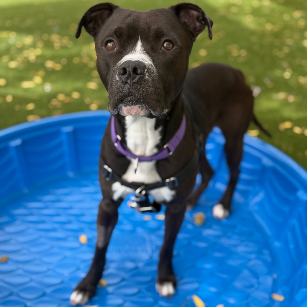 Hooza Gudboi, photo 6
