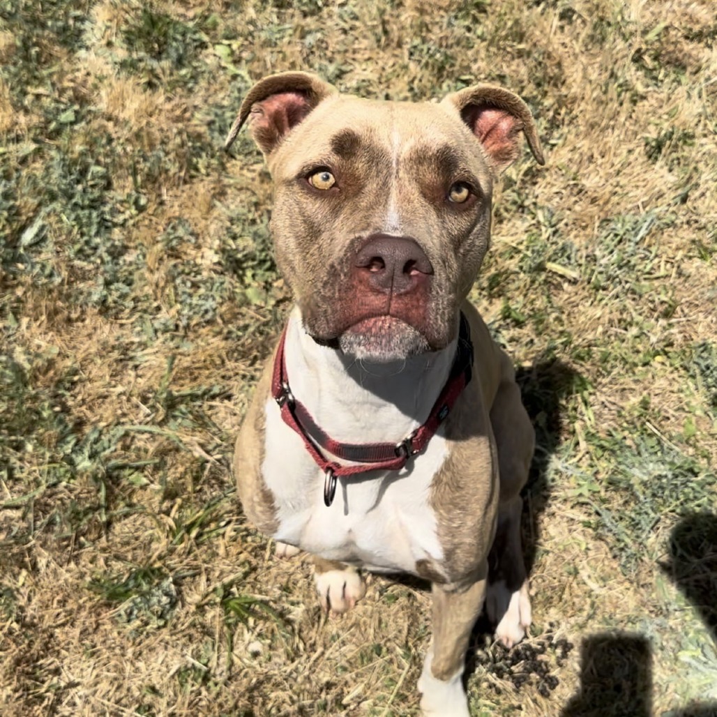 ADDIE — thumbnail 5