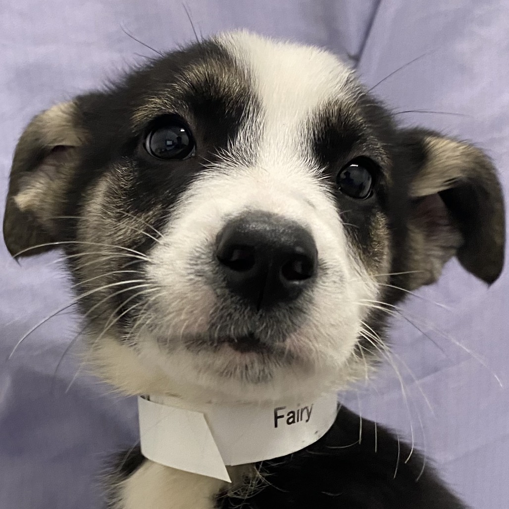 Fairy — thumbnail 2