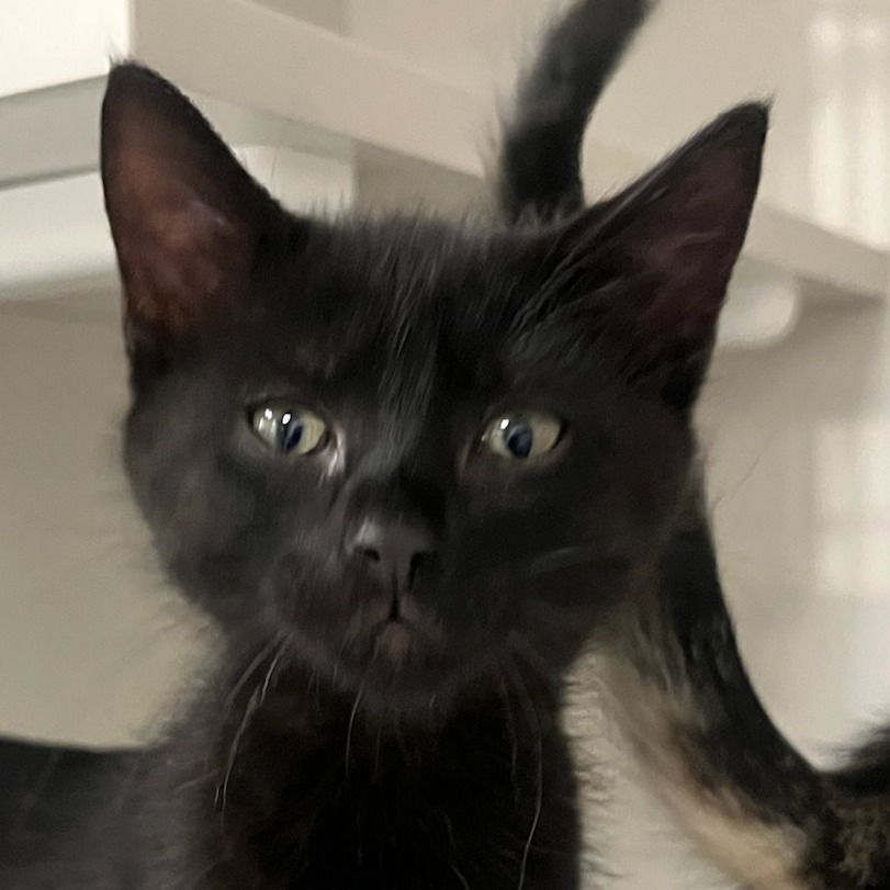 London - Domestic Shorthair