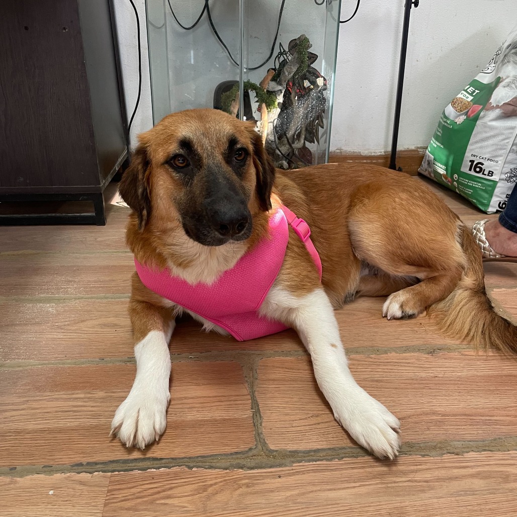 Brownie, available for adoption at PVAS