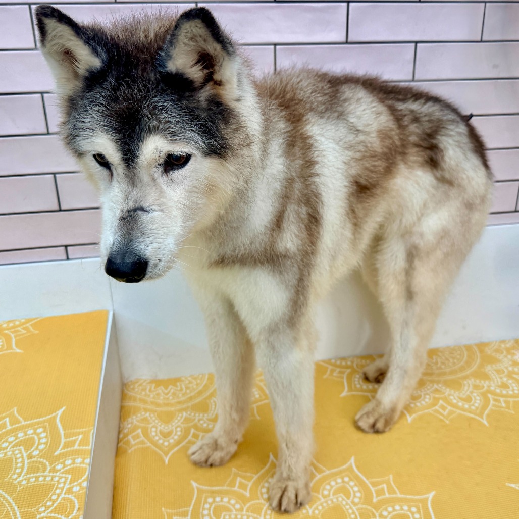 Rosita 13709 — thumbnail 5