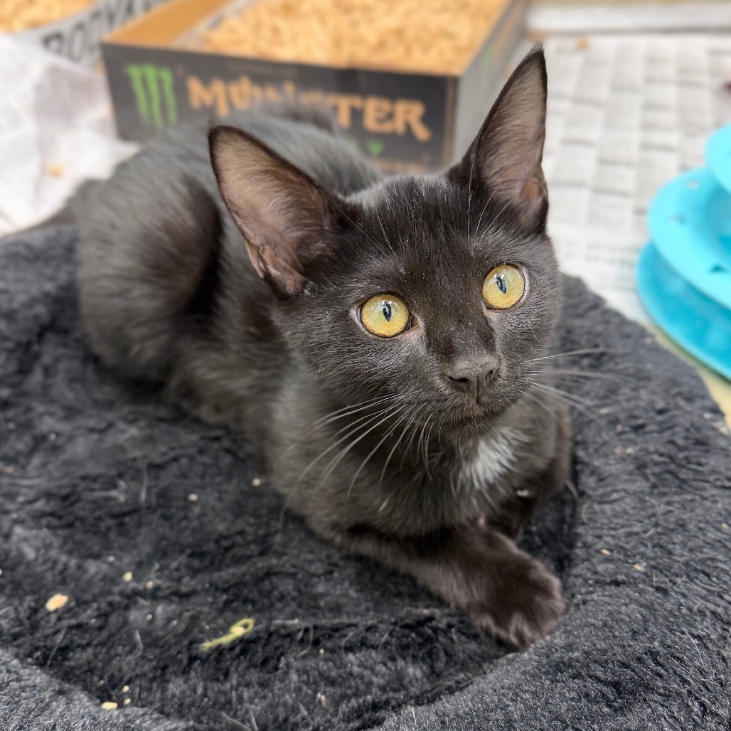 KIMI - Domestic Shorthair available for adoption