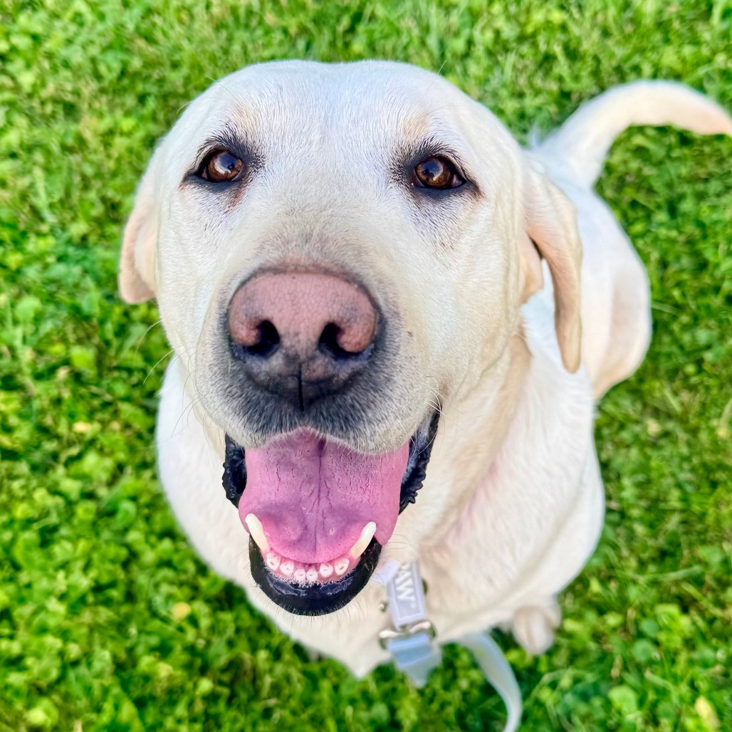 Nilla