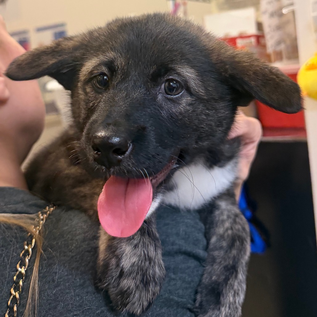 Nina N2, available for adoption at PVAS