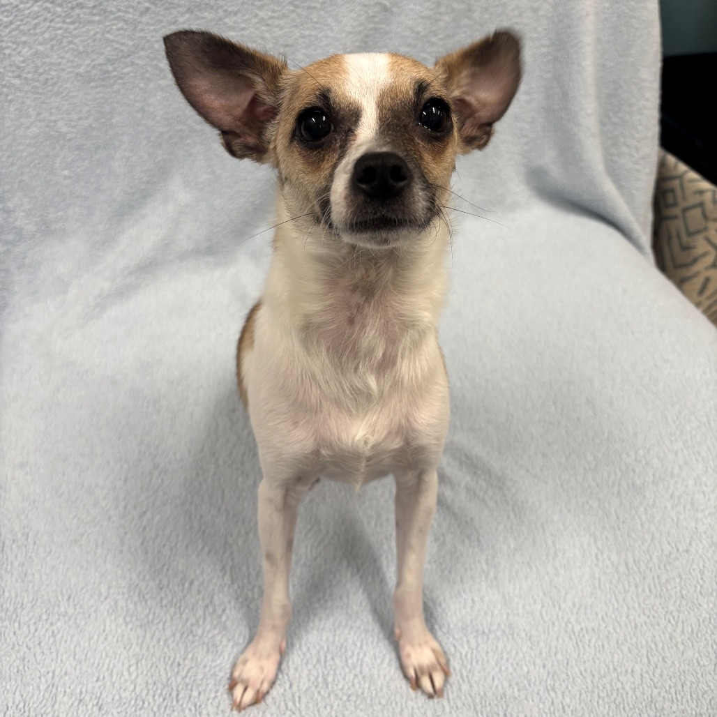 Chihuahua