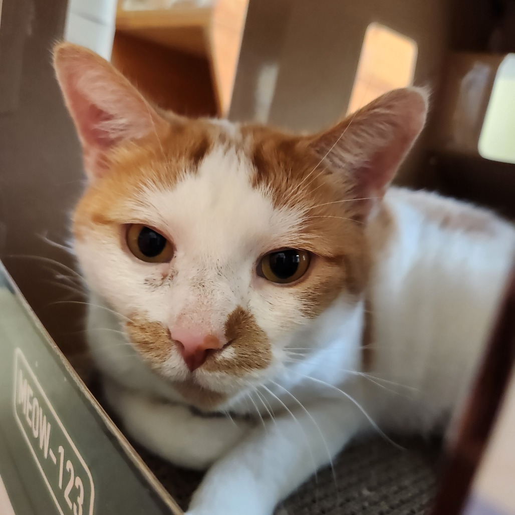 Mango, photo 10