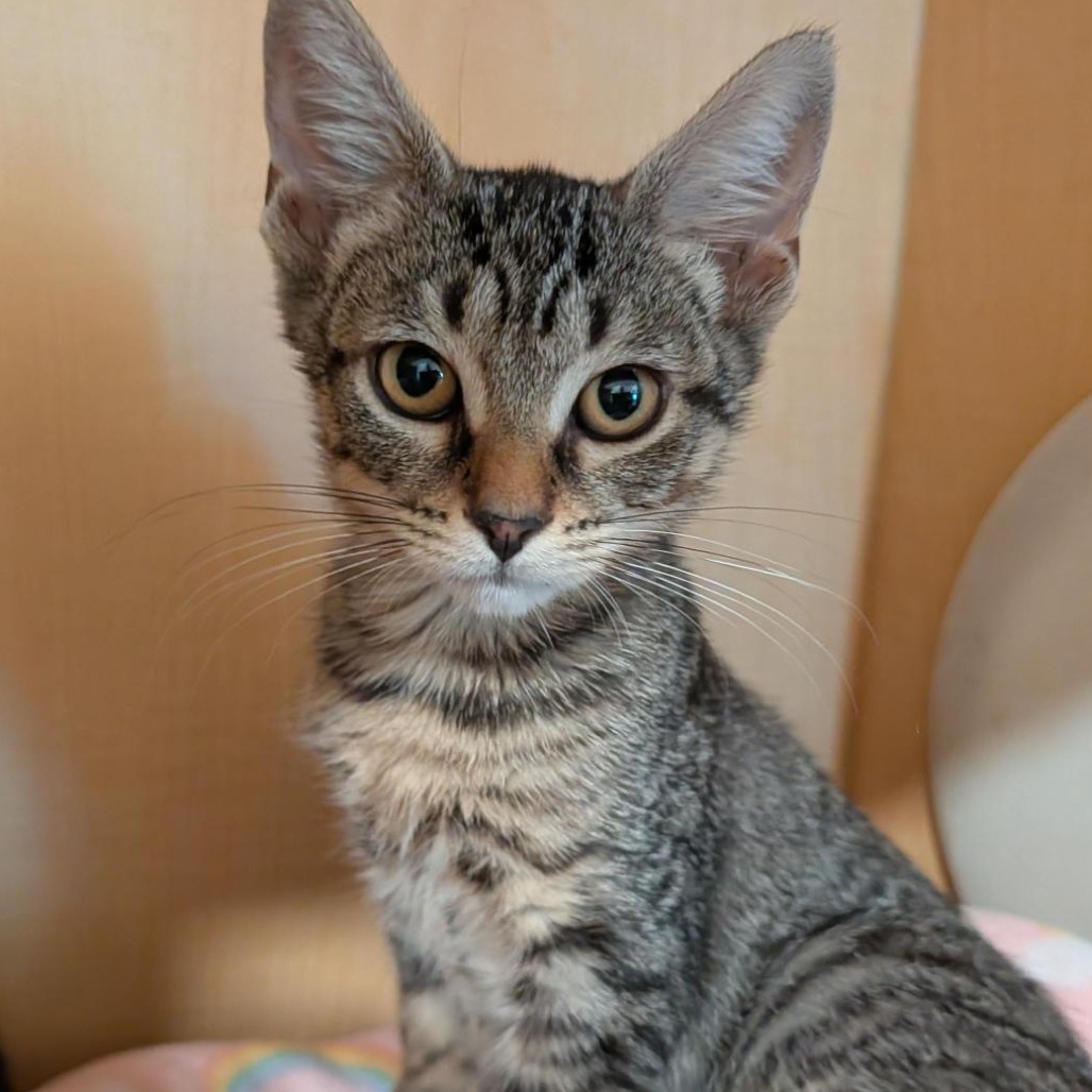 CREEK - Domestic Shorthair available for adoption