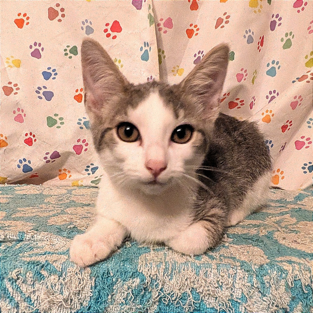 PHOEBE - Domestic Shorthair available for adoption