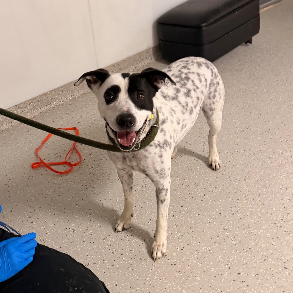 Moses — thumbnail 4