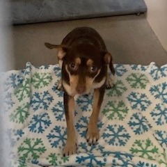 Kennel#19a Petunia's preview photo