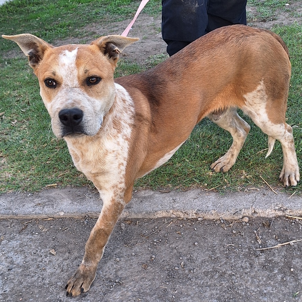 Almond Joy — thumbnail 10