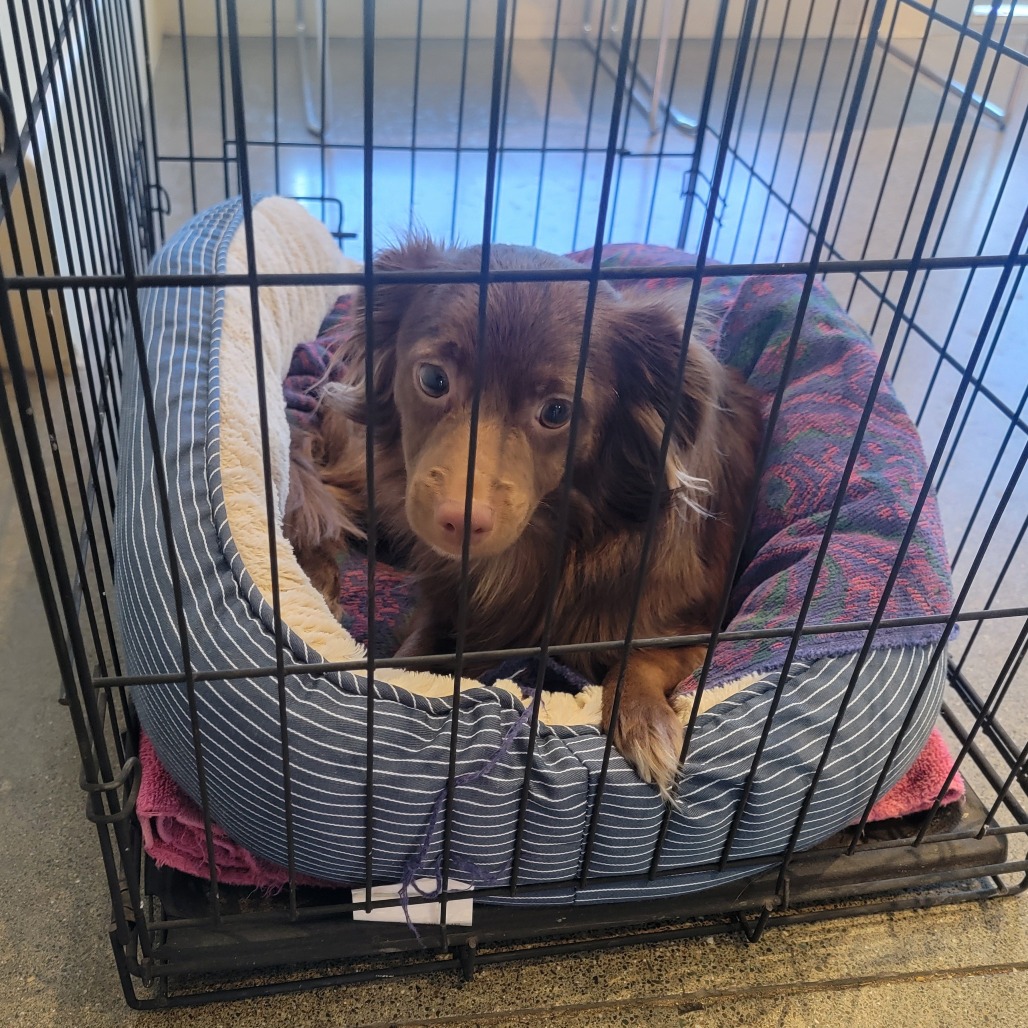 Kennel#5's preview photo