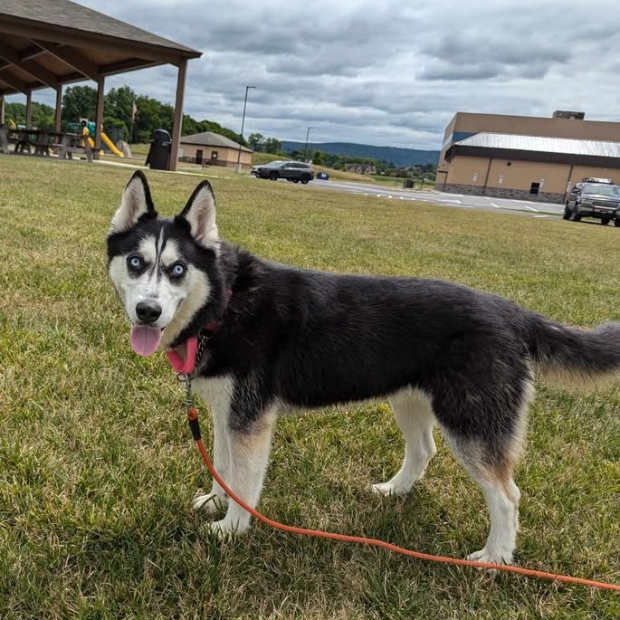 Koda, photo 4