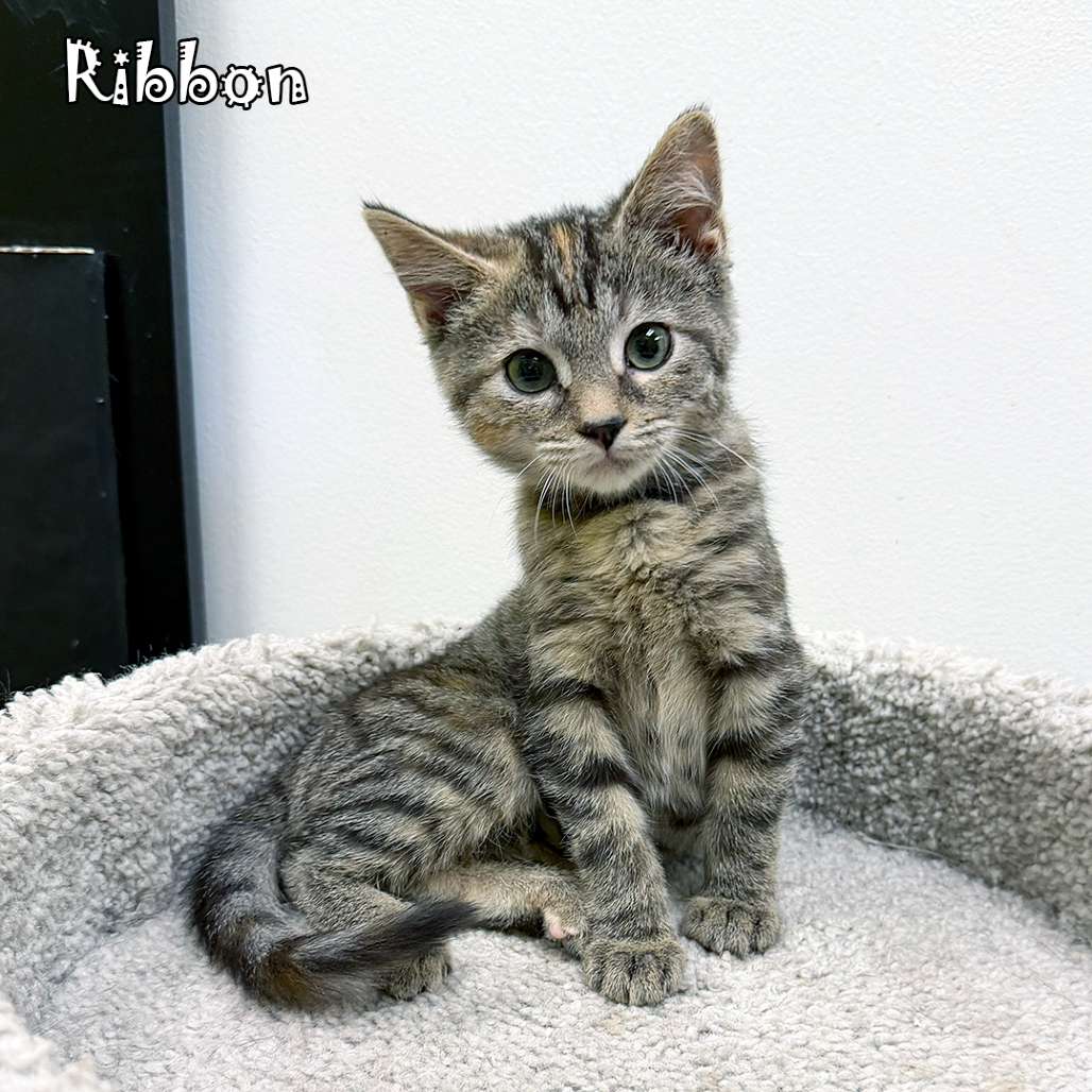 Ribbon, an adoptable cat