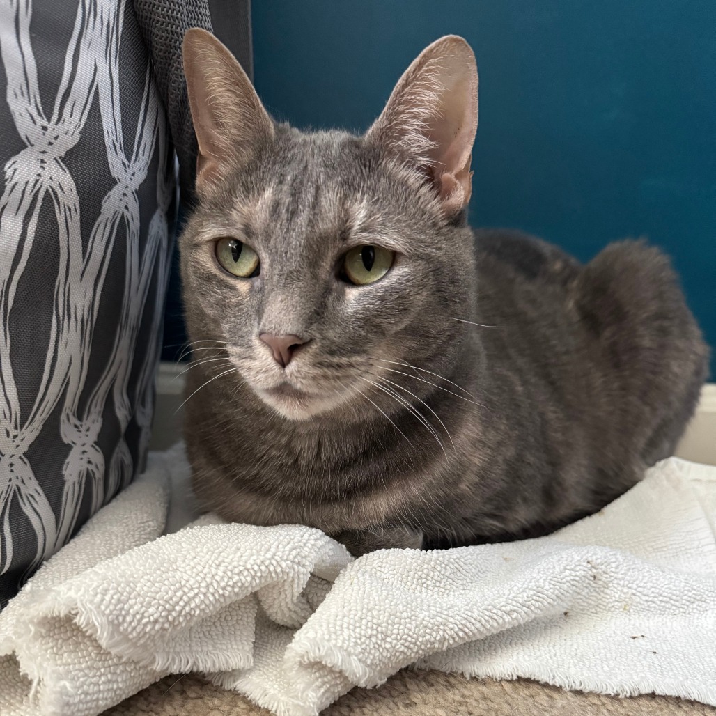 Briar — thumbnail 4