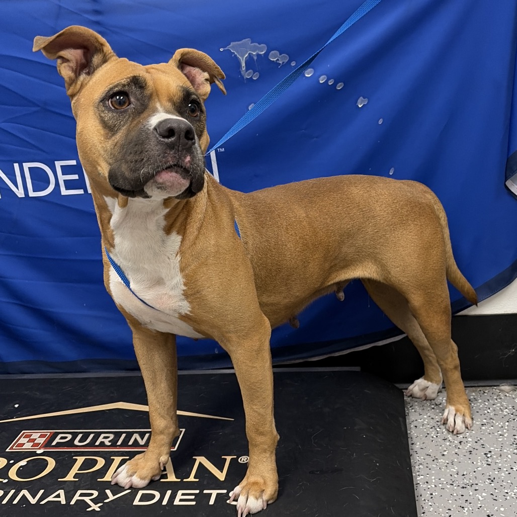 GEORGIA - Terrier, American Pit Bull / Boxer available for adoption
