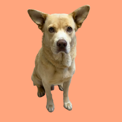 Tusc Stray 82277