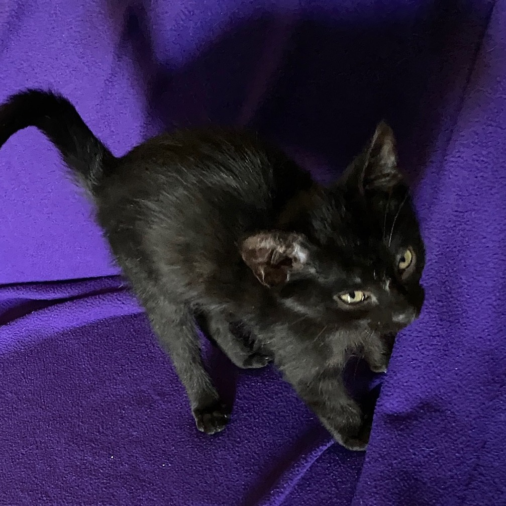 Michael (k2026), photo 6