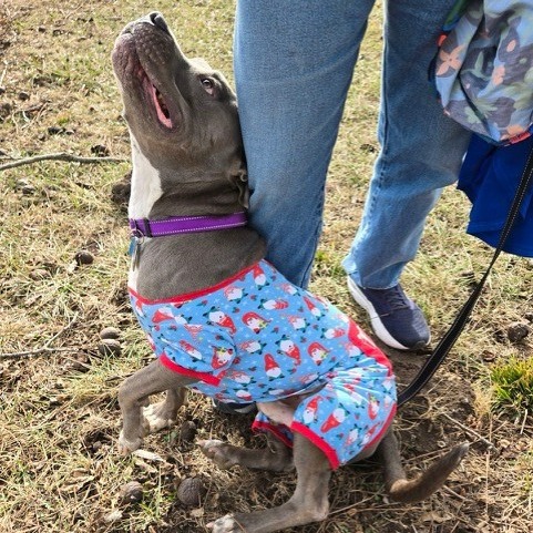 Tyke, photo 18