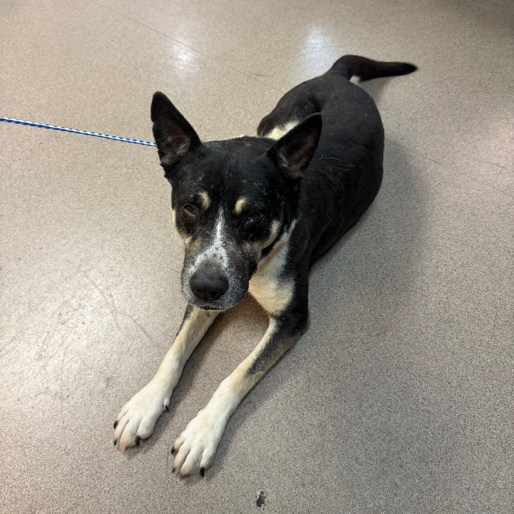 Cattle Dog