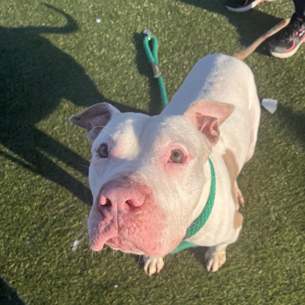 Charlie Chan — thumbnail 4