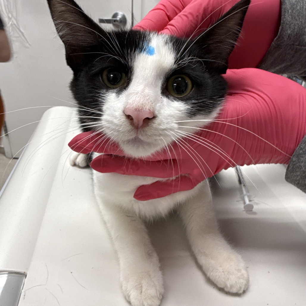 ARCHER - Domestic Shorthair available for adoption