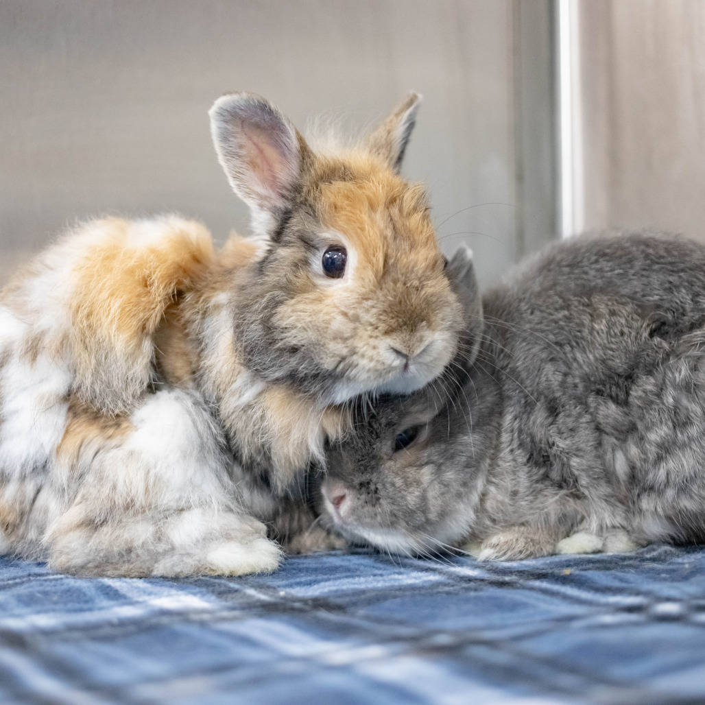 Acorn (bonded to Randi), photo 6