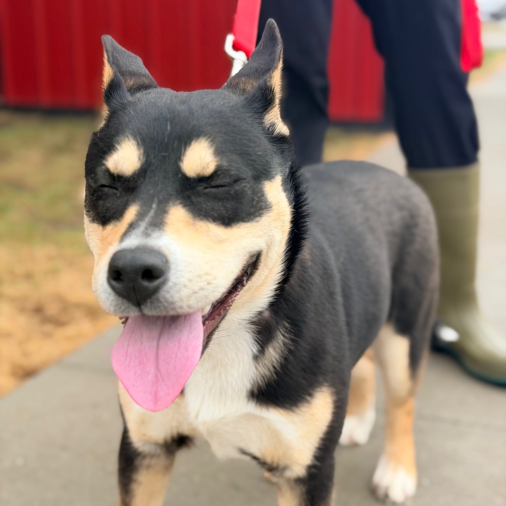 Khaleesi — thumbnail 3