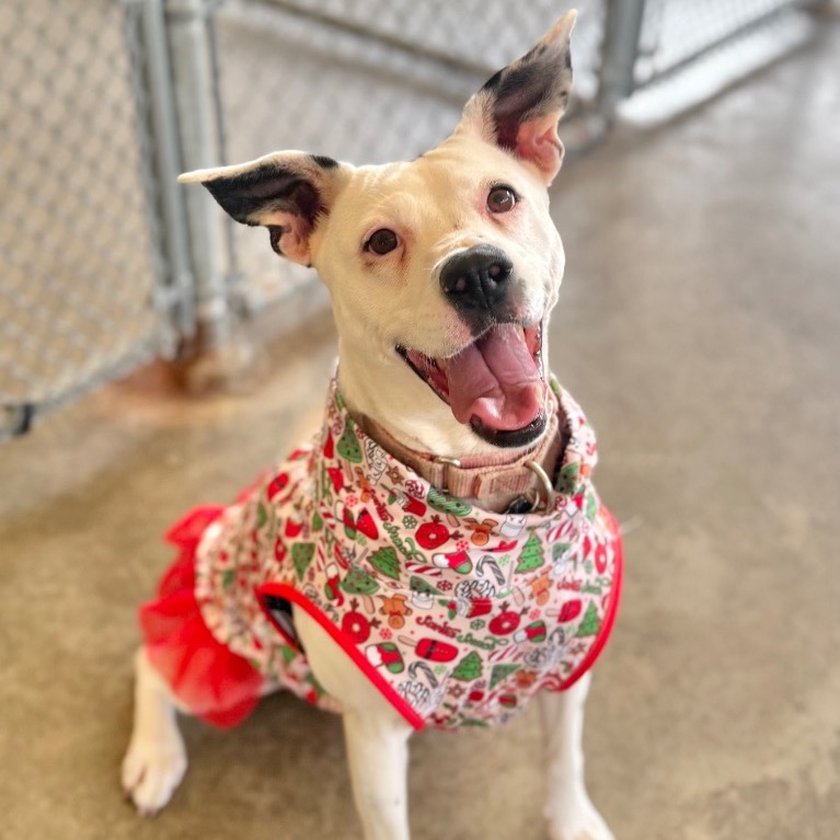 Close-up photo of Nana