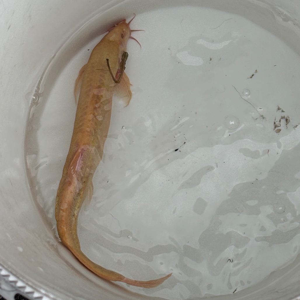DOJA LOACH - Unknown available for adoption