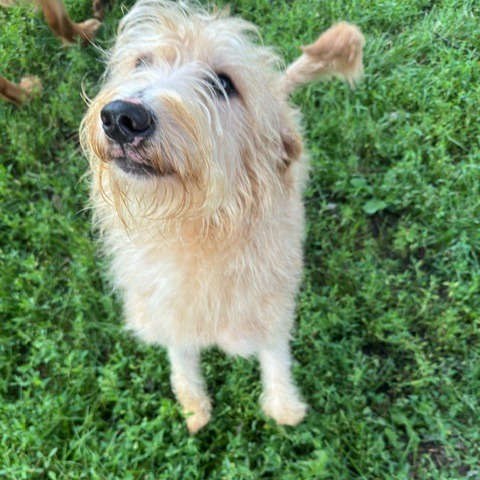 Terrier