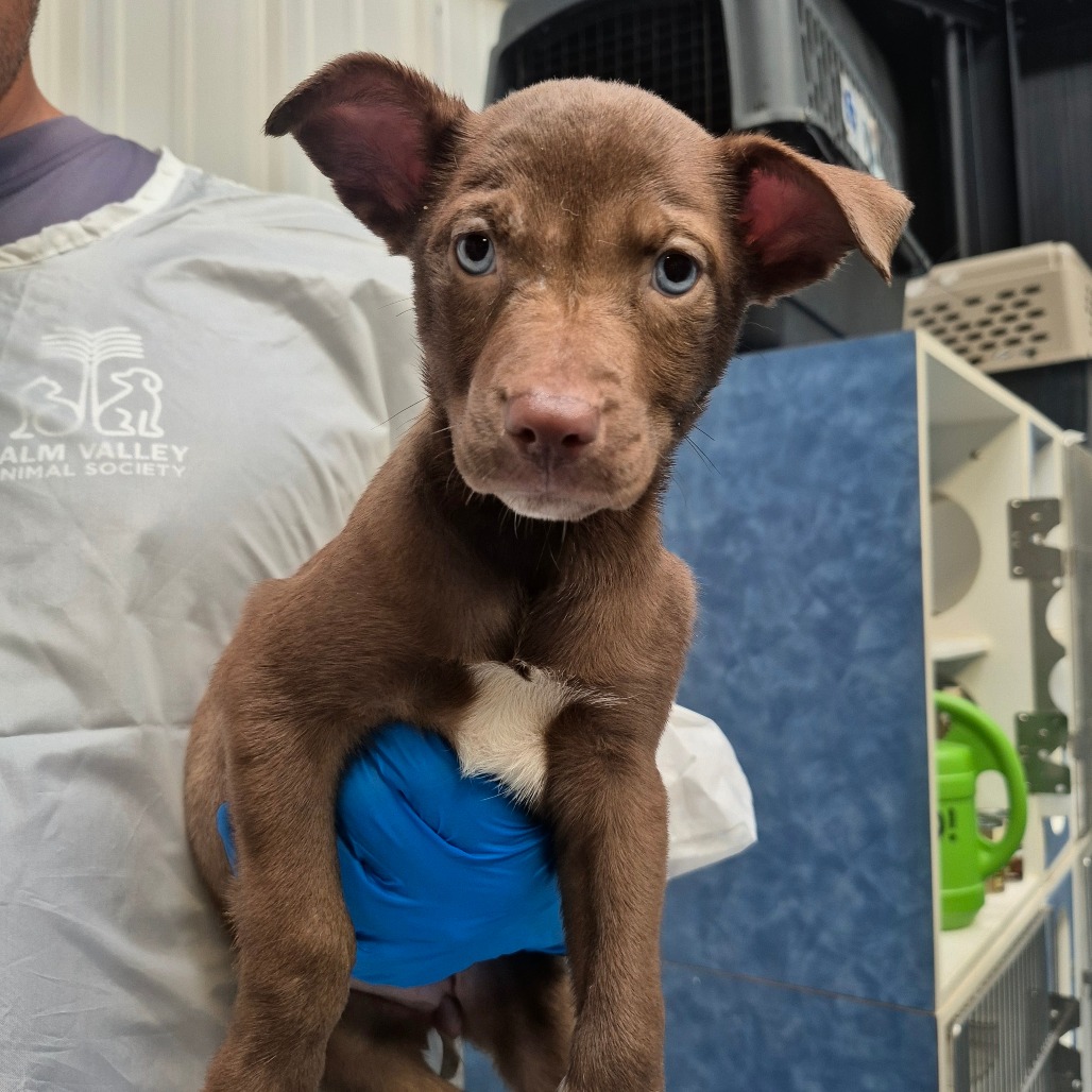 Fennel
