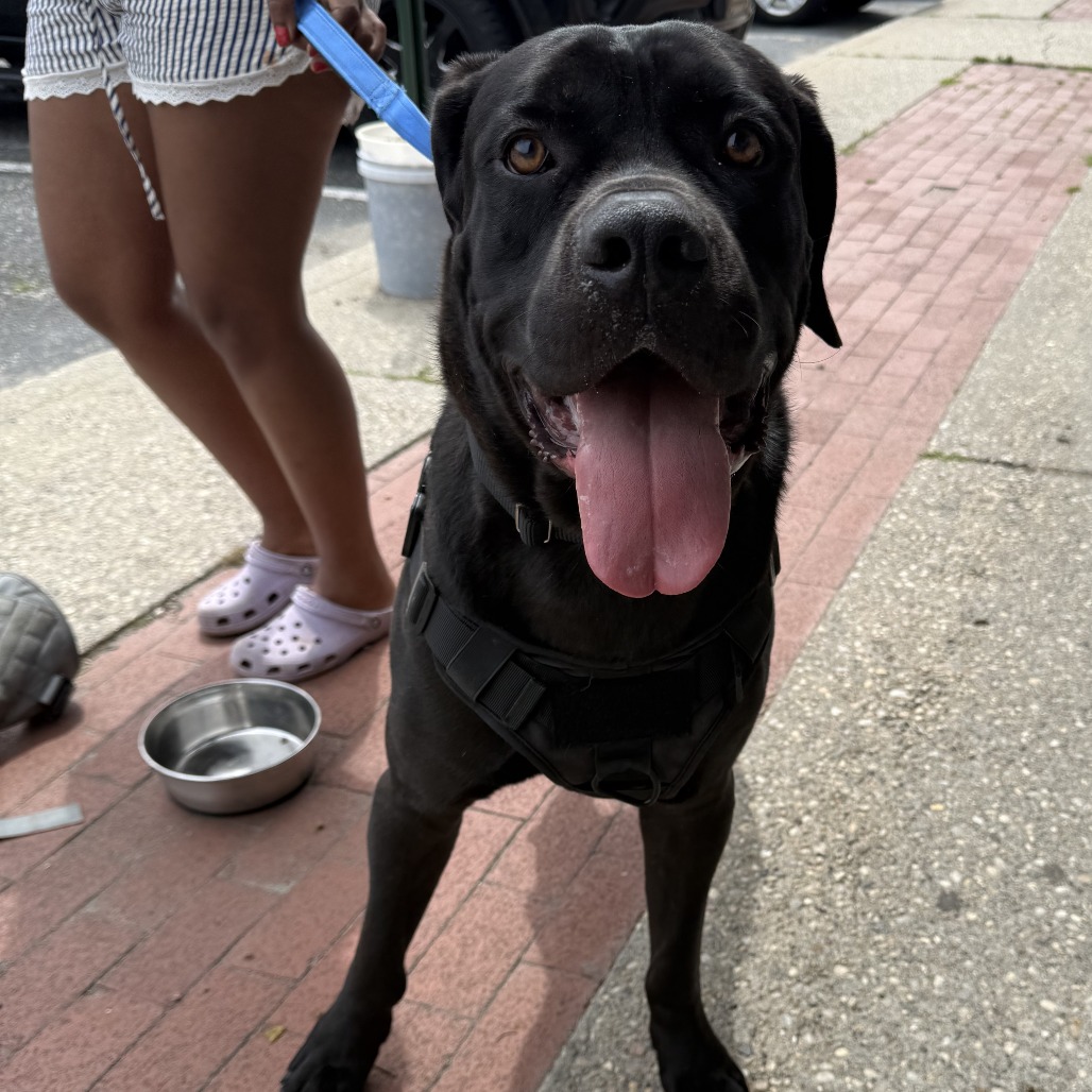 Annubis (bonded) — thumbnail 2