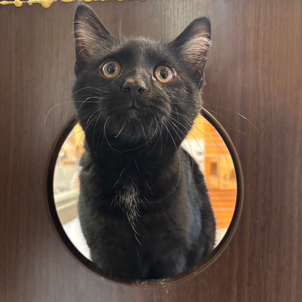MONSTER JAM - Domestic Shorthair available for adoption