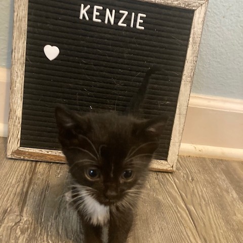 Kenzie C12002